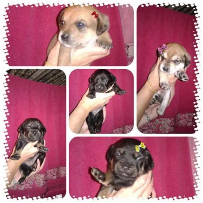 Cachorro ra a SRD idade Abaixo de 2 meses nome filhotes