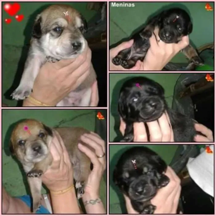 Cachorro ra a SRD idade Abaixo de 2 meses nome filhotes