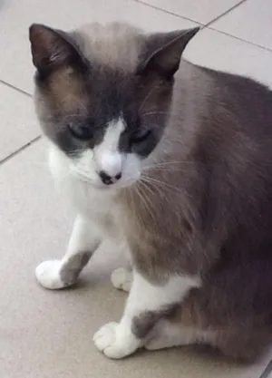 Gato raça SRD idade 4 anos nome MILO GRATIFICA