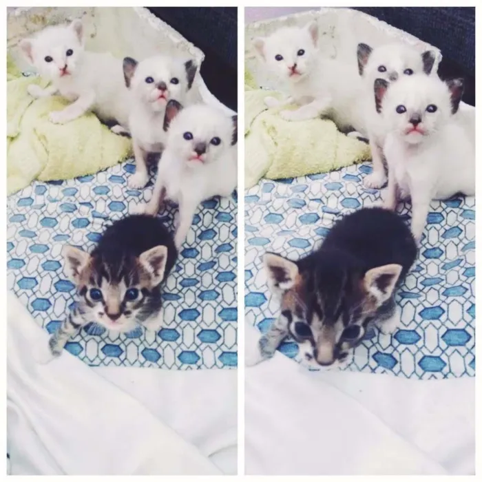 Gato ra a  idade Abaixo de 2 meses nome --