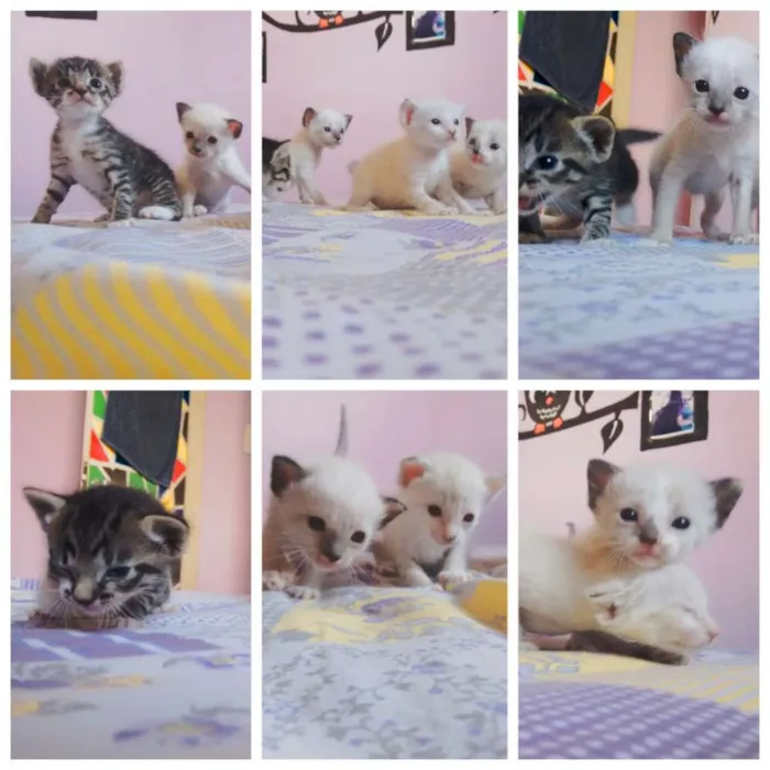 Gato ra a  idade Abaixo de 2 meses nome --