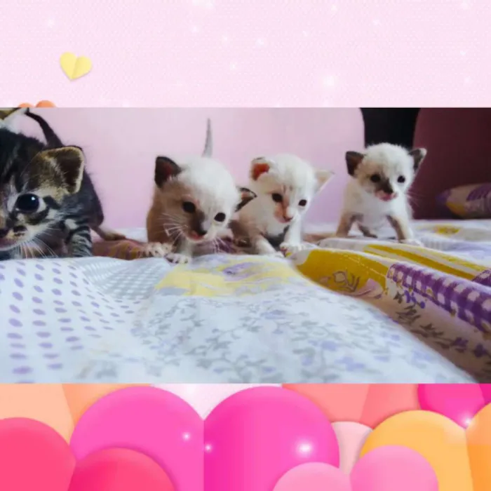 Gato ra a  idade Abaixo de 2 meses nome --