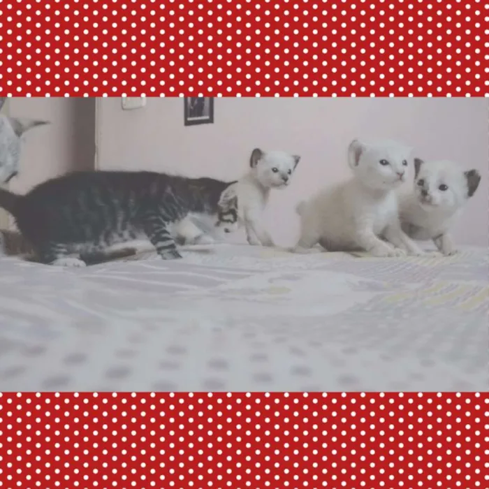 Gato ra a  idade Abaixo de 2 meses nome --