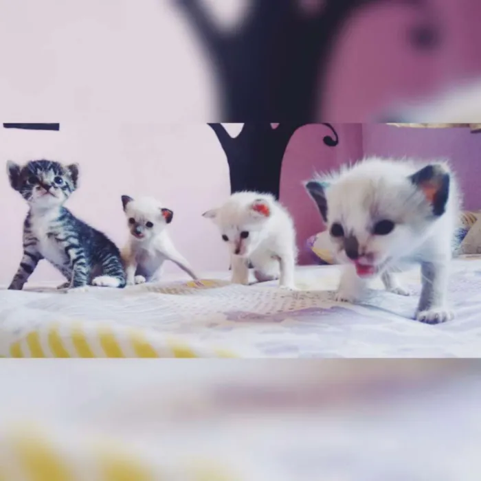 Gato ra a  idade Abaixo de 2 meses nome --