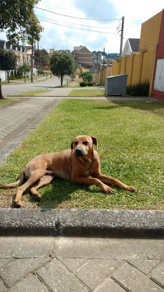 Cachorro ra a SRD idade 2 anos nome Nikko