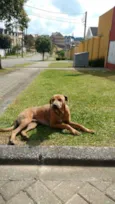 Nikko