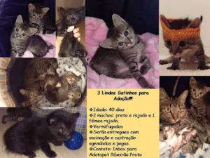 Gato raça SRD idade Abaixo de 2 meses nome Granola, Dudu e  Simba