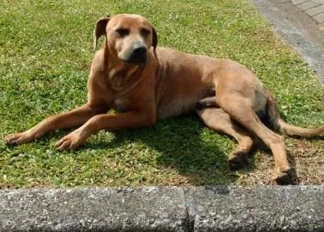 Cachorro ra a SRD idade 2 anos nome Nikko