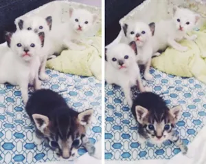 Gato raça  idade Abaixo de 2 meses nome --