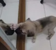 Aemlie