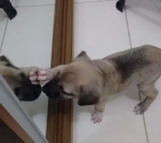 Cachorro raça SRD idade 2 a 6 meses nome Aemlie