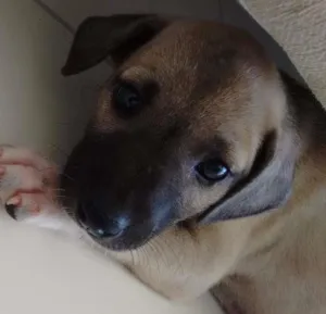 Cachorro raça SRD idade 2 a 6 meses nome Aemlie