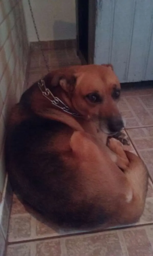 Cachorro ra a Mestiço idade 4 anos nome Duque