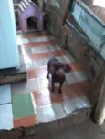 Bob