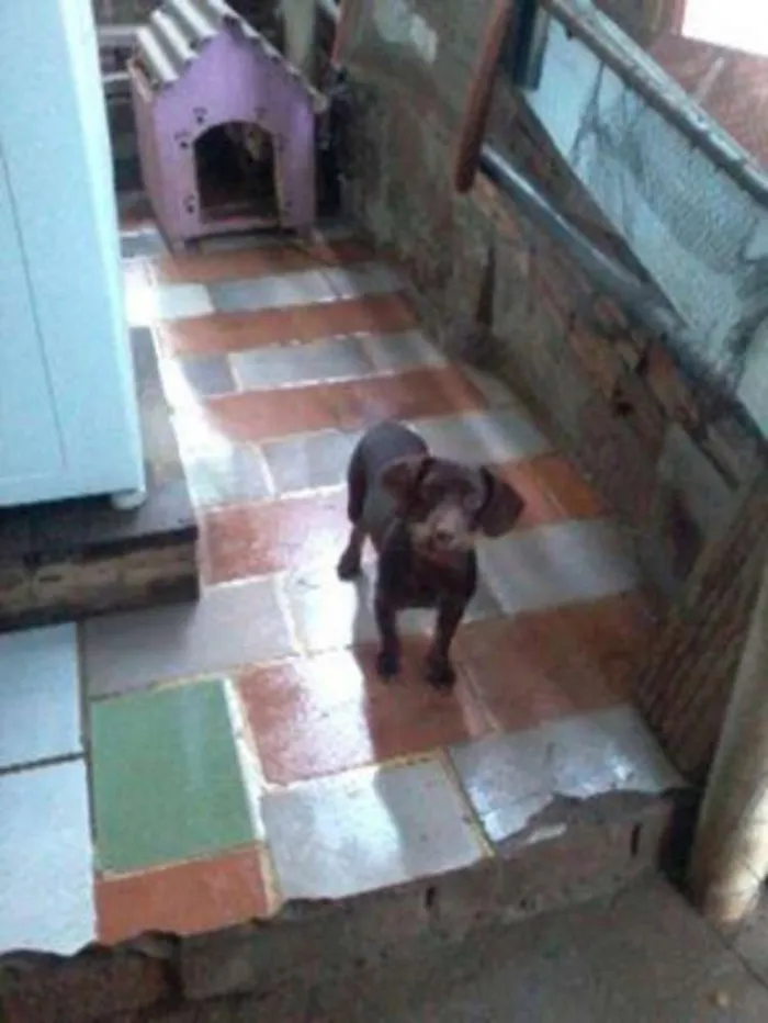 Cachorro ra a Vira lata com Pincher idade 1 ano nome Bob