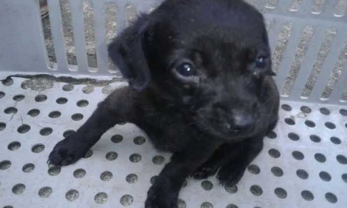 Cachorro ra a mestiço de salsicha idade Abaixo de 2 meses nome tikinho
