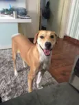 Maya