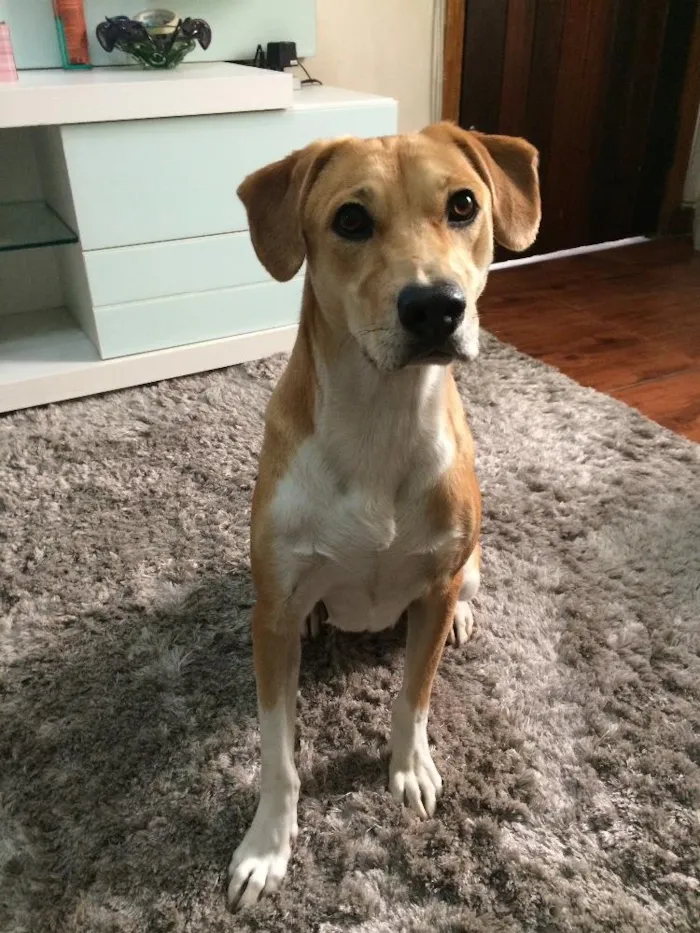 Cachorro ra a Srd idade 1 ano nome Maya