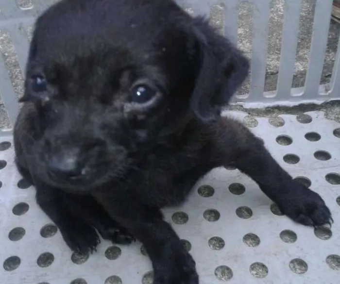 Cachorro ra a mestiço de salsicha idade Abaixo de 2 meses nome tikinho