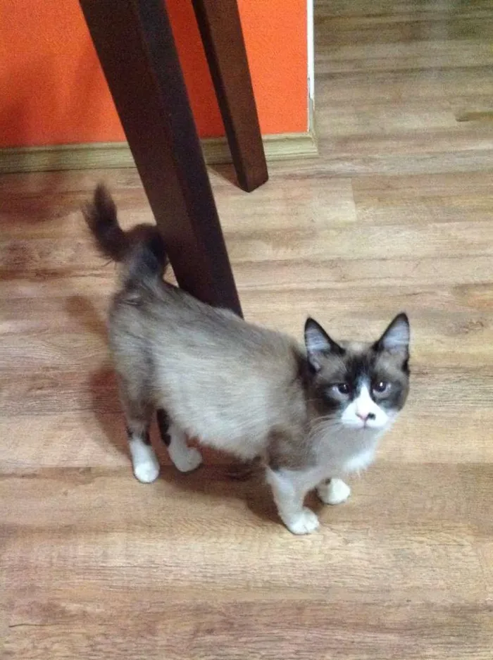Gato ra a SRD idade 7 a 11 meses nome Sem Nome