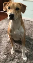 Maya