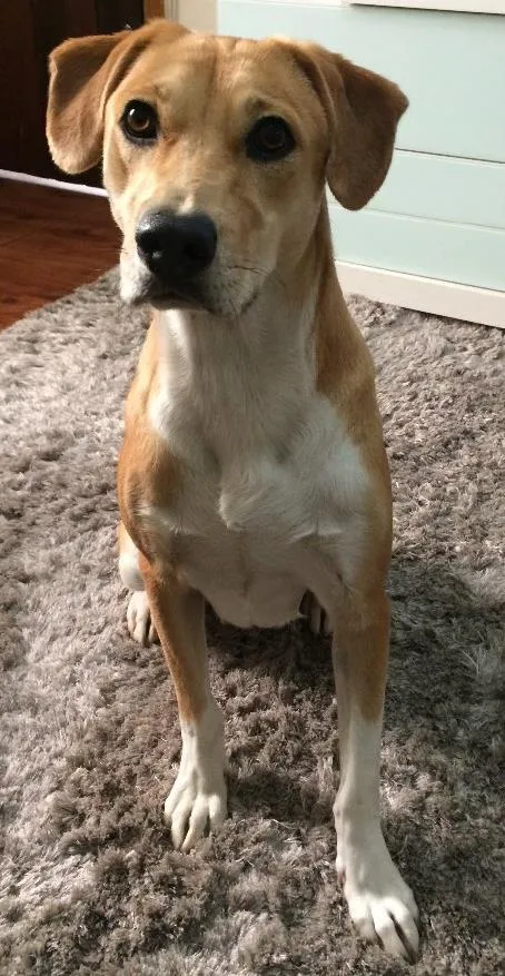 Cachorro ra a Srd idade 1 ano nome Maya