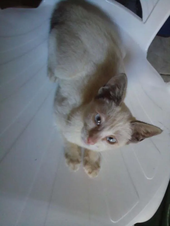 Gato ra a Não especificado idade 2 a 6 meses nome Maria