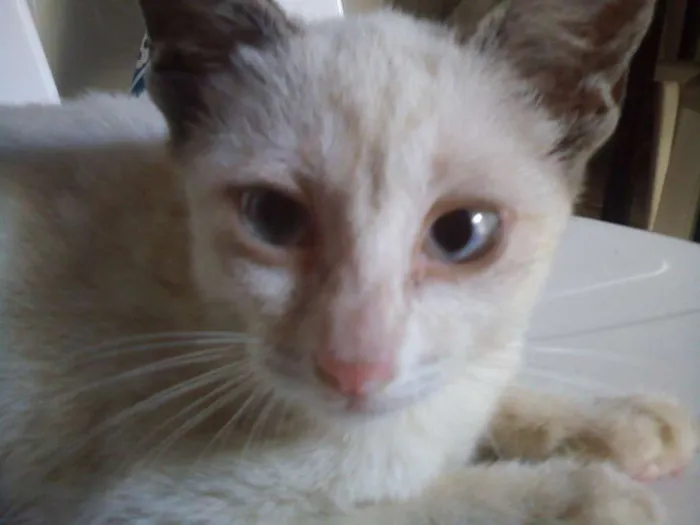 Gato ra a Não especificado idade 2 a 6 meses nome Maria