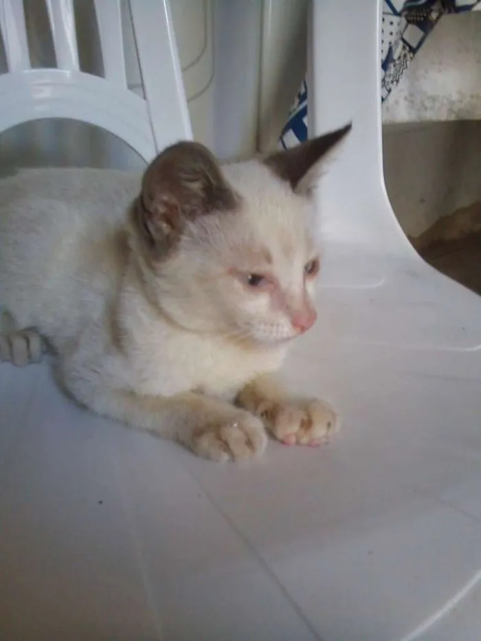 Gato ra a Não especificado idade 2 a 6 meses nome Maria