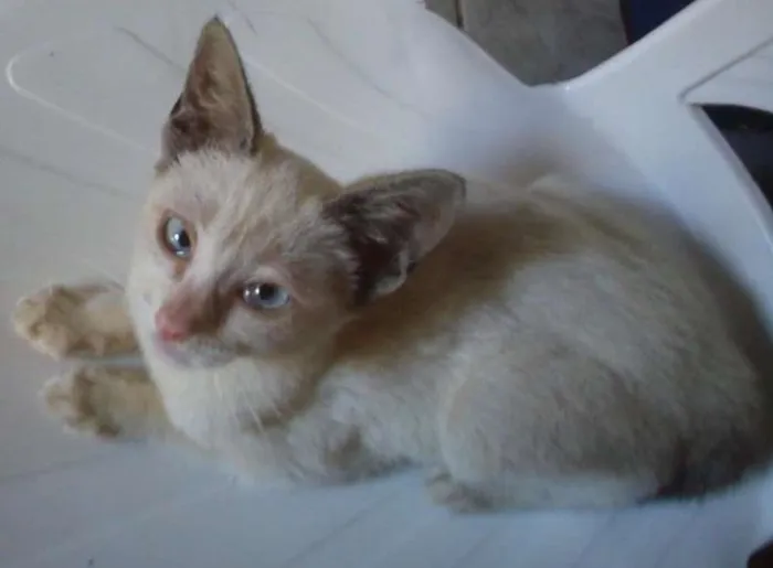 Gato ra a Não especificado idade 2 a 6 meses nome Maria