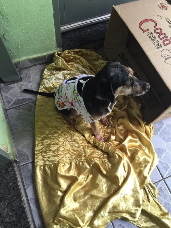 Cachorro ra a Poodle misturada idade 4 anos nome Jade 