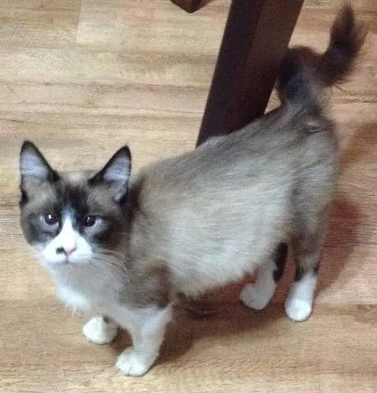 Gato ra a SRD idade 7 a 11 meses nome Sem Nome