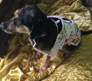 Cachorro raça Poodle misturada idade 4 anos nome Jade 