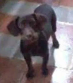 Cachorro ra a Vira lata com Pincher idade 1 ano nome Bob