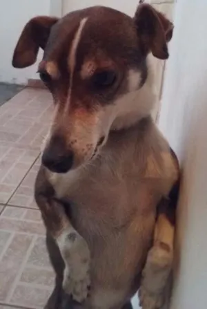 Cachorro raça Fox Terrier idade 3 anos nome Alfredo