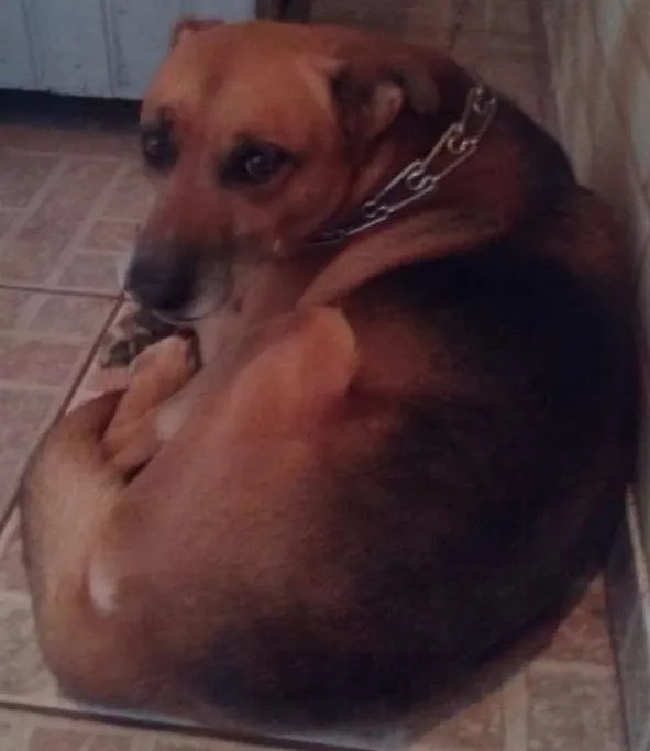Cachorro ra a Mestiço idade 4 anos nome Duque