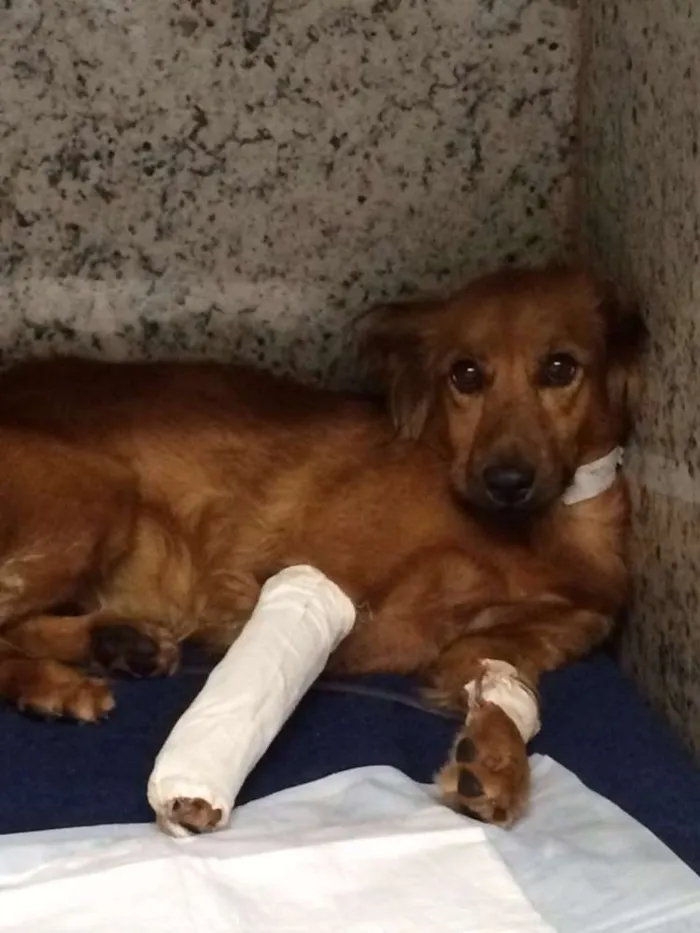 Cachorro ra a VIRA LATA idade 3 anos nome SEM NOME