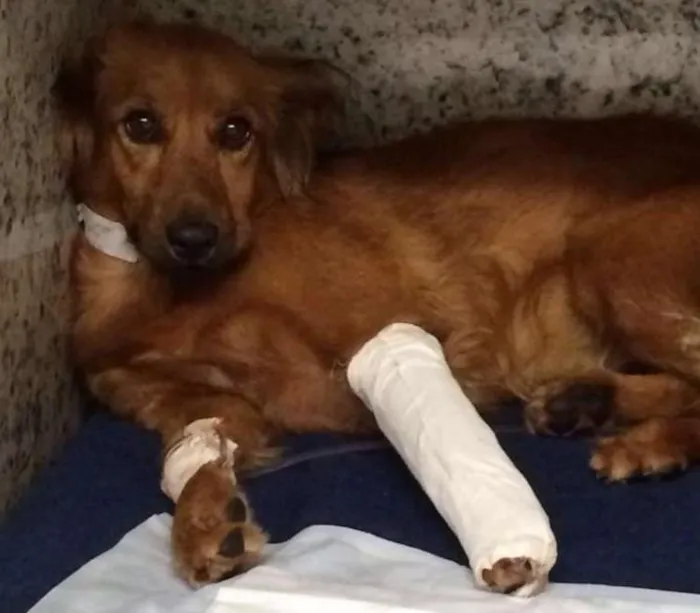 Cachorro ra a VIRA LATA idade 3 anos nome SEM NOME