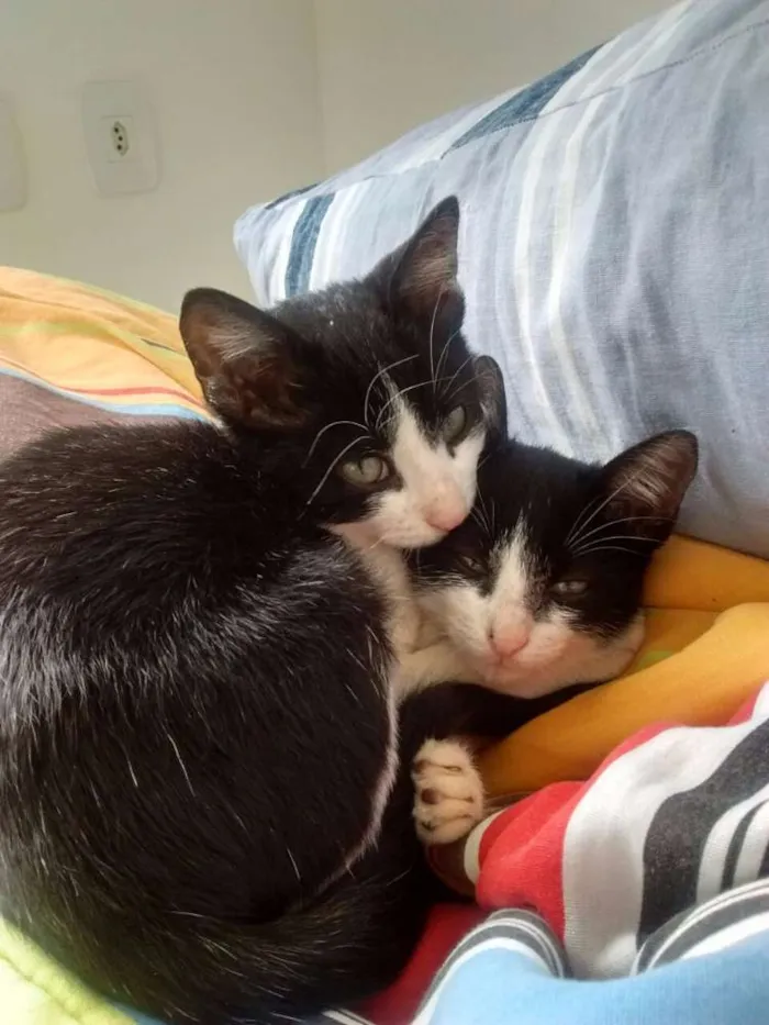 Gato ra a SRD idade Abaixo de 2 meses nome Zoiudinha e Barrigu