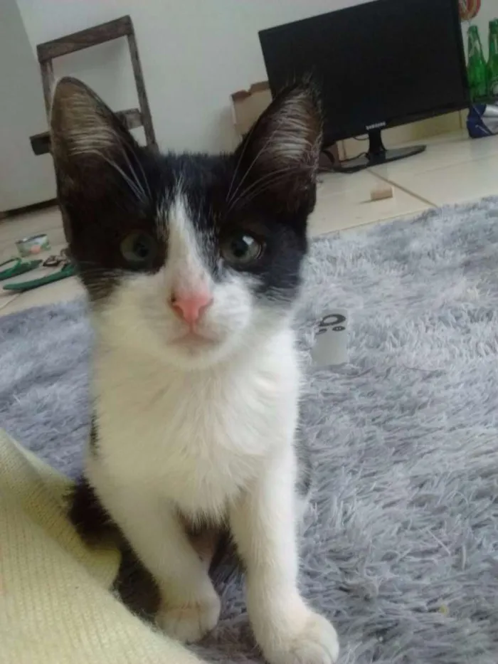 Gato ra a SRD idade Abaixo de 2 meses nome Zoiudinha e Barrigu
