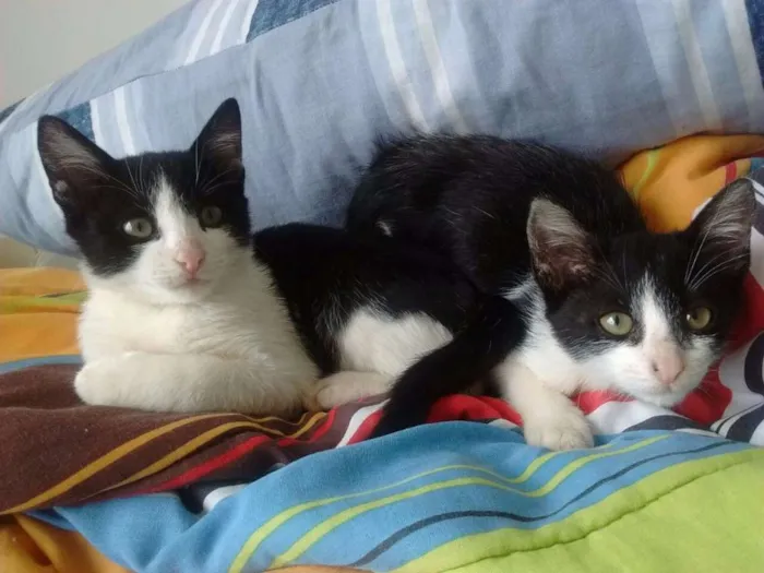 Gato ra a SRD idade Abaixo de 2 meses nome Zoiudinha e Barrigu