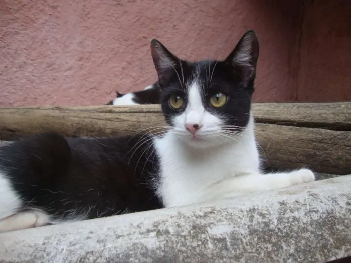 Gato ra a SRD idade 2 a 6 meses nome Lilly