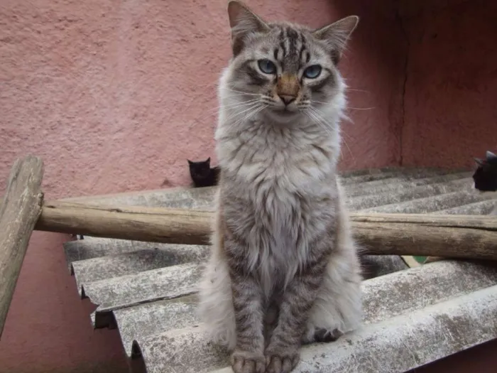Gato ra a SRD idade 1 ano nome King