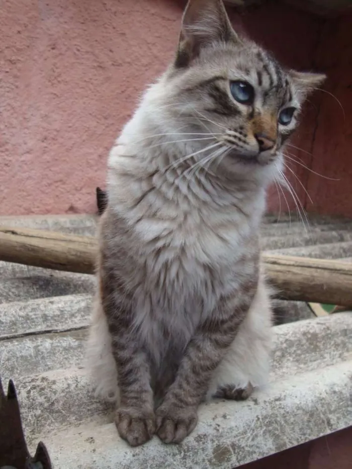 Gato ra a SRD idade 1 ano nome King