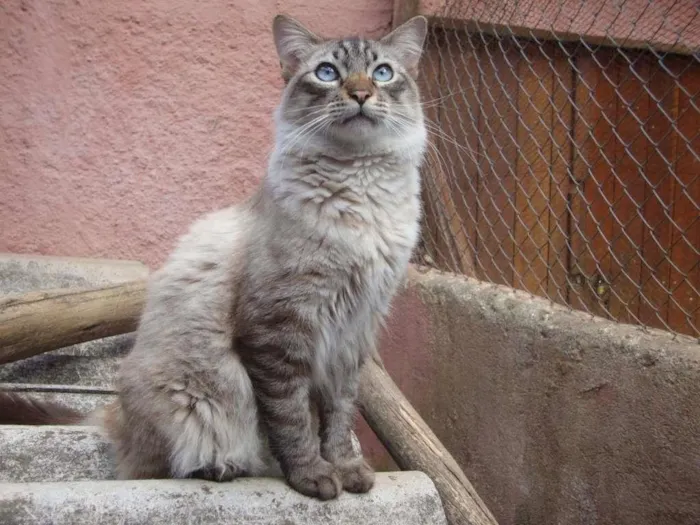 Gato ra a SRD idade 1 ano nome King