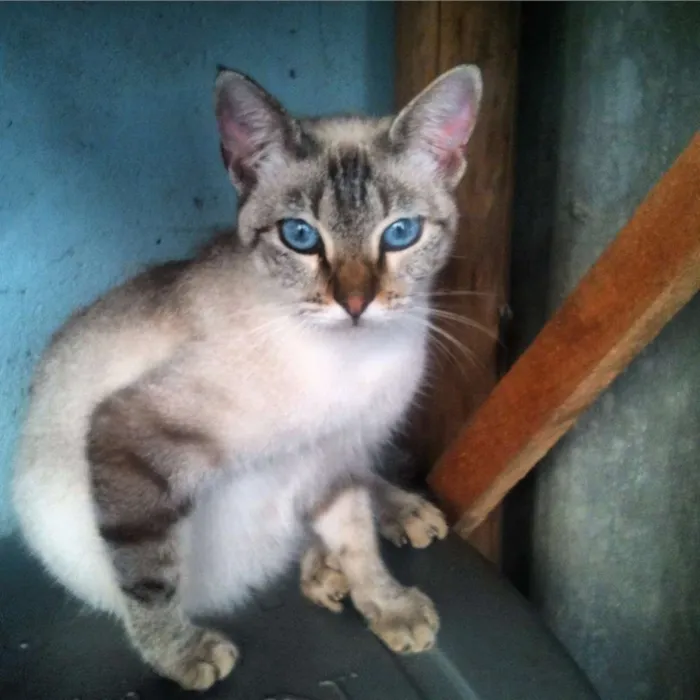 Gato ra a SRD idade 7 a 11 meses nome Melina