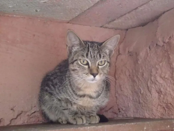 Gato ra a SRD idade 7 a 11 meses nome Rita