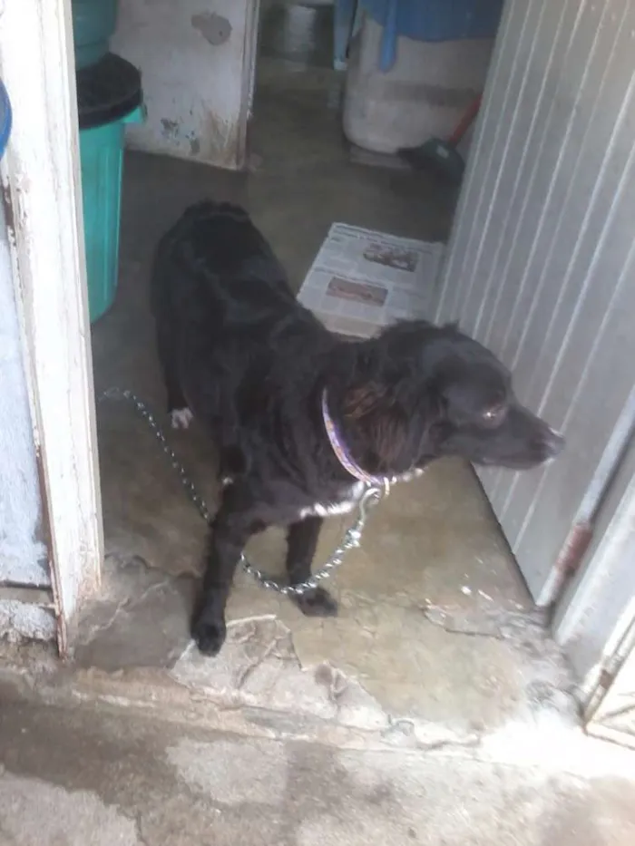 Cachorro ra a Virá lata idade 5 anos nome Charlotte