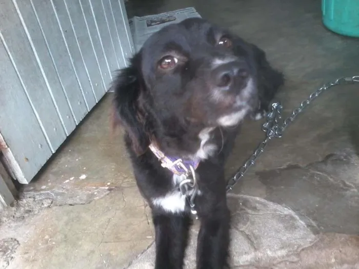 Cachorro ra a Virá lata idade 5 anos nome Charlotte