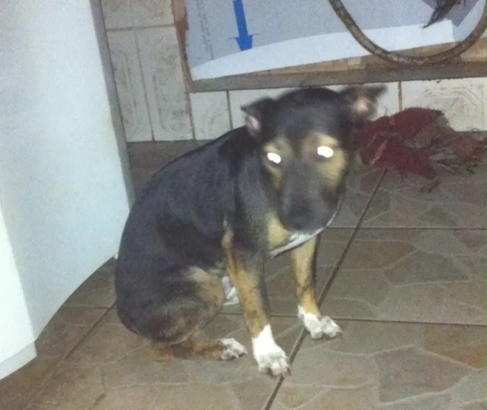 Cachorro ra a  idade 7 a 11 meses nome Thor